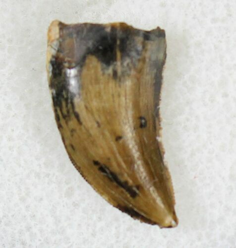 Small Tyrannosaur or Large Raptor Tooth - Judith River #19530